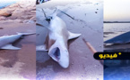 شاهدوا.. اصطياد سمكة قرش في بحيرة مارتشيكا