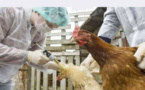 "إنفلونزا الطيور" تستنفر الحكومة المغربية