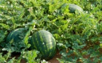 الحكومة توقف الدعم المالي لزراعة البطيخ والأفوكادو بسبب ندرة المياه