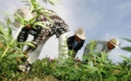 وكالة تقنين القنب الهندي تمنح 10 رخص للتحويل والتصنيع