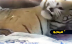 فيديو.. الشرطة تنهي حياة نمر أكل أما وابنها وسبعة أشخاص