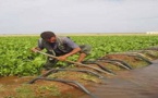 هذا ما قررته السلطات بخصوص زراعة انواع الفاكهة المستهلكة للماء بكثرة
