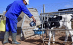 هل يمكن أن يكون قرار منع ذبح البقر الحلوب سببا في تسجيل أزمة جديدة؟