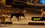 شاهدوا.. قطعان من الكلاب الضالة تغزو شوارع بن طيب أمام خوف واستياء الساكنة