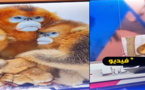 فيديو.. قناة دانماركية تعتذر عن تشبيه اللاعبين المغاربة وأمهاتهم بالقرود