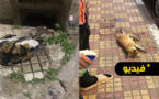 شاهدوا.. تعذيب القطط وقتلها بالسم في الناظور يثير سخط الساكنة 