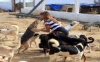 مدينة مغربية تقرر بناء ملجأ للقطط والكلاب الضالة