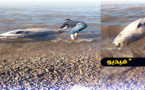 شاهدوا.. البحر يلفظ دلفين بسواحل جماعة البركانين بالناظور