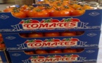 بعد ارتفاع درجات الحرارة وتحسن الانتاج.. توجه نحو رفع قيود تصدير الطماطم