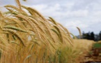 تطوير 6 أصناف جديدة من الحبوب أكثر مقاومة للجفاف بالمغرب