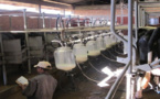 الحكومة تكشف اشتغال مراكز لجمع الحليب بدون تراخيص