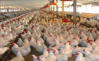 أسعار الدجاج تلعلع مجددا في الأسواق المغربية ومهنيون يتوقعون تجاوزه لحاجز الـ 20 درهما خلال رمضان