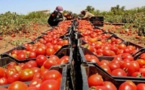 في عز الغلاء .. ما حقيقة شراء الطماطم من الأسواق الداخلية وإعادة تصديرها إلى الخارج؟