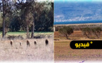شاهدوا.. الجفاف يخيم على الأراضي الفلاحية والسقوية بضواحي الناظور