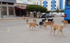 جمعويون مغاربة بفرنسا يطالبون بوقف حملة إبادة الكلاب الضالة بالمغرب