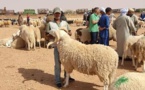 بدأ عملية الترقيم.. ومخاوف وسط المواطنين من غلاء أضحية العيد