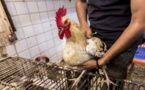 نشطاء يشنون حملة لمقاطعة استهلاك الدجاج بسبب ارتفاع سعره