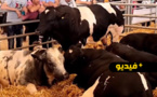 شاهدوا.. أجود أنواع الأبقار والغنم تستقطب المواطنين لاكتشاف لحومها وأثمنتها  شاهدوا.. أجود أنواع الأبقار والغنم تستقطب المواطنين لاكتشاف لحومها وأثمنتها