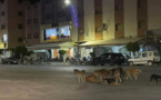 عمرها 8 سنوات.. كلب ضال يهاجم طفلة بالعروي
