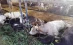 تنقله البراغيش.. تفشي مرض فيروسي بين أبقار أوروبا بعد التغير المناخي
