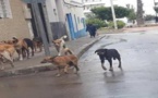 دراسة تحذر من انتشار داء الكلب في المغرب.. وتدعو إلى إجراءات للحد من خطورة الوضع