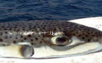 جمعية خريجي معهد التكنولوجيا للصيد البحري بالحسيمة تحذر من استهلاك الأسماك السّامة