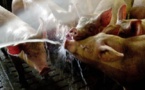 إعدام ما يناهز 34 ألف خنزير حوفا من حمى إفريقية