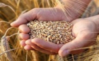 المغرب يستعد لاستيراد كميات استثنائية من الحبوب لمواجهة تحديات الجفاف