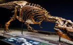 الولايات المتحدة تعيد للمغرب حفريات لديناصورات نادرة