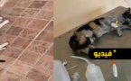 مشاهد تدمي القلب لقطط تم تسميمها وقتلها بالناظور ومطالب بحماية هذه الحيوانات