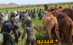 غريب.. موقعة الجمل والمواشي بتيزطوطين