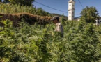 انطلاق تصدير الحشيش المغربي بشكل قانوني إلى أوروبا