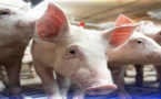 رصد أول إصابة بشرية  بفيروس متحور لإنفلونزا الخنازير 