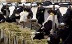 لهذا السبب مقاطعة ألمانية تلجأ إلى المحكمة لمنع تصدير الأبقار إلى المغرب