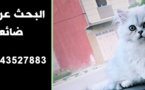 إعلان.. البحث عن قطة ضائعة اختفت بشارع الجيش الملكي