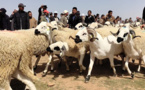 عصابة سرقة المواشي تعود إلى الواجهة.. وهذه طريقتها للاحتيال على الرعاة