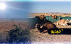 الجفاف يرخي بظلاله على الأراضي والضيعات الفلاحية بتزطوطين 