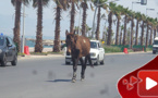 مدينة ولا زريبة.. بغل حر طليق يتجول إلى جانب المارة بالكورنيش ويمر أمام عمالة الناظور