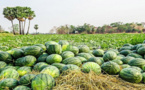 المغرب أول مصدري البطيخ إلى إسبانيا في عز الجفاف