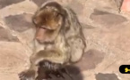 قرد في غابة كوركو يعيش العذاب ومهدد بالموت... مواطنون يوجهون نداء لمصالح المياه والغابات بالناظور من أجل إنقاذه