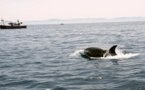 هجمات الحوت القاتل تثير الفزع وتهدد رزق الصيادين المغاربة