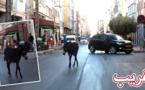 هذه مدينتنا..أصبح أمرا "عاديا" أن تشاهد حمار يتجول في شوارع الناظور في غياب المسؤولية