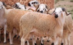 هذا تاريخ عطلة عيد الأضحى وعدد أيامها