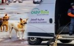 محكمة تغرم مجلس جماعي 5 مليون لفائدة سيدة تعرضت لهجوم كلاب ضالة