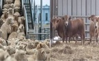 استيراد الأبقار والأغنام في المغرب يتجاوز 1.5 مليون رأس خلال عامين