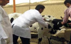 إنطلاق عملية التلقيح ضد الحمى القلاعية بالريف والمصالح المختصة تؤكد أنها لن تنتقل إلى الإنسان‎