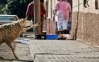 بعد جدل إلغاء عيد الأضحى.. وزير الفلاحة يعلن خطة للتقييم