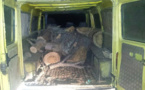إيقاف متهم بسرقة أشجار الارز بغابة نواحي الحسيمة ومواطنون لناظورسيتي: الغابة تفقد 100 شجرة سنويا‎