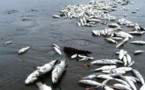 العثور على أسماك نافقة يثير مخاوف الصيادين بساحل تمسمان‎