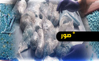 ضربة قوية لشبكات تهريب المخدرات بميناء الناظور.. الأمن والجمارك يحبطان محاولة إدخال 53 ألف قرص مهلوس